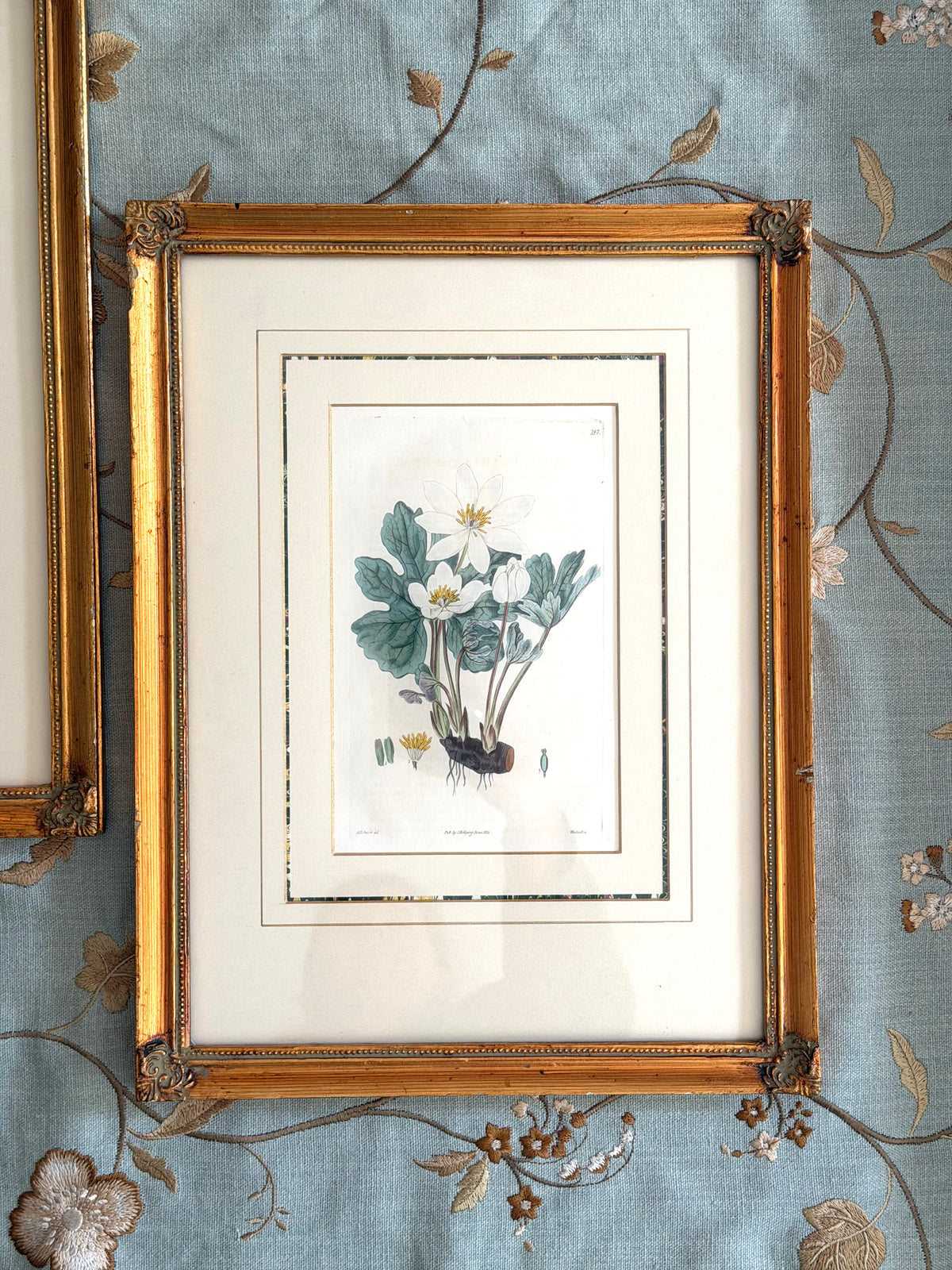 pair 19th century botanical engravings