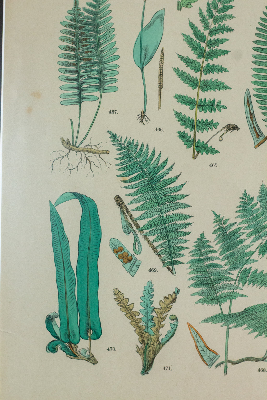 Antique fern lithograph