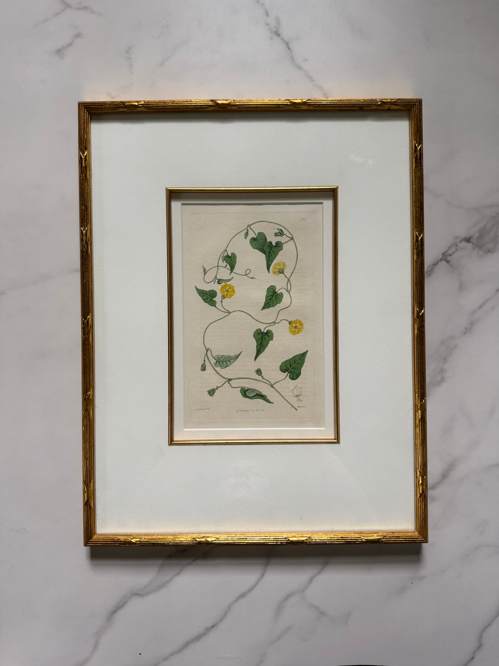 Set of four 19th c botanical engravings