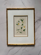 Set of four 19th c botanical engravings