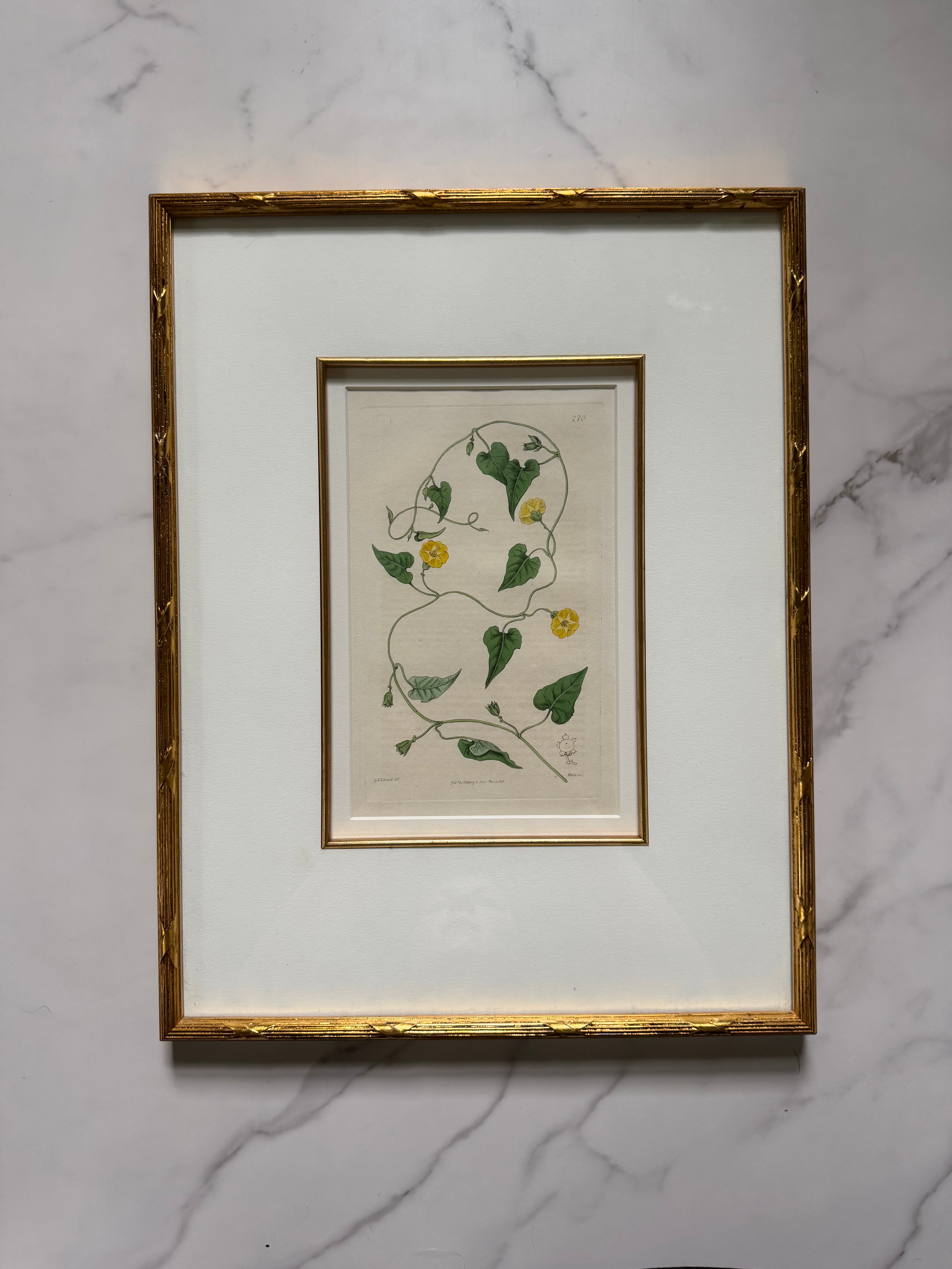 Set of four 19th c botanical engravings