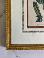 Pair 18th c botanical engravings