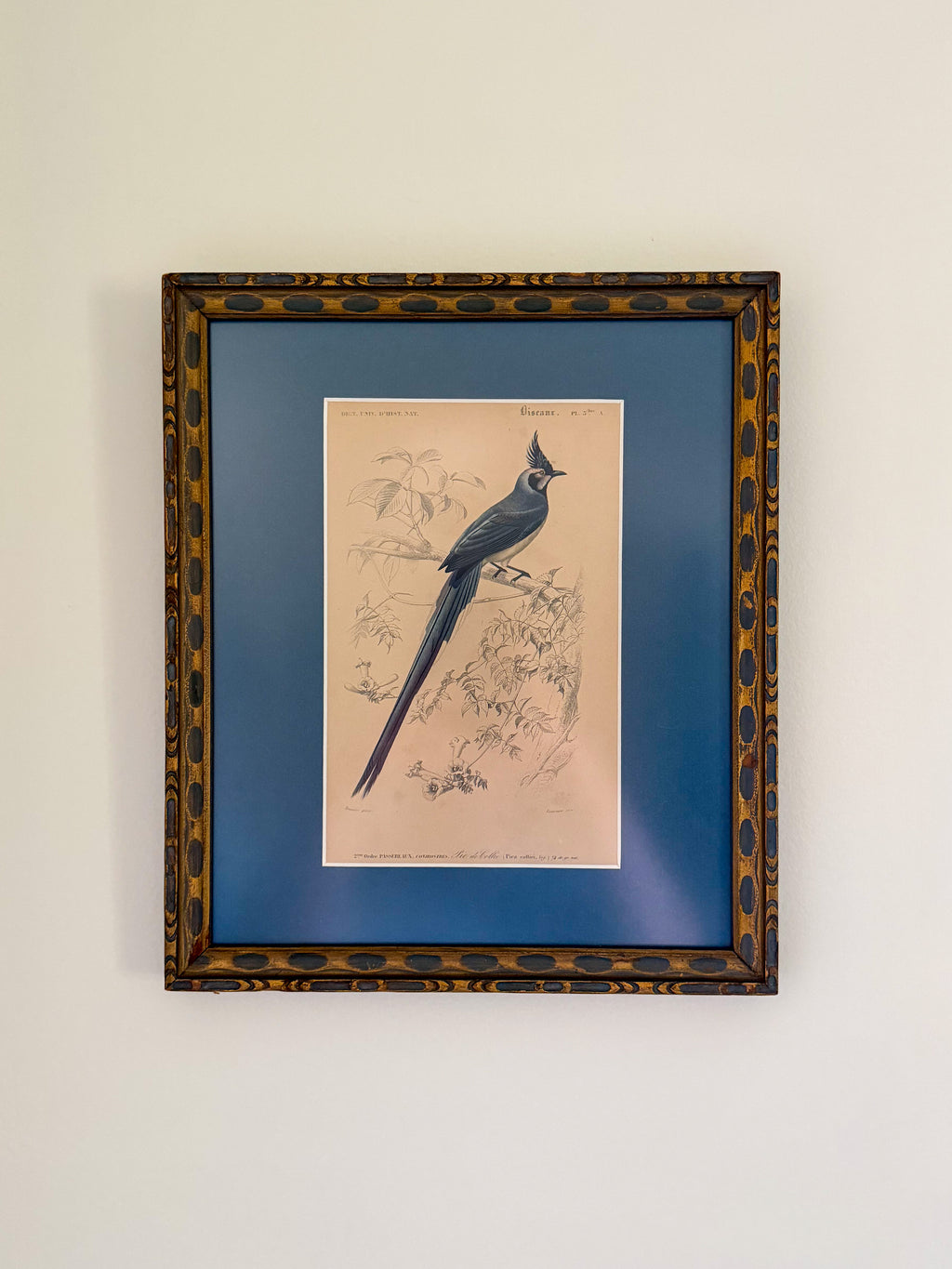 19th century blue jay engraving