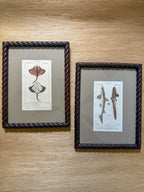 19th century ray and shark engravings