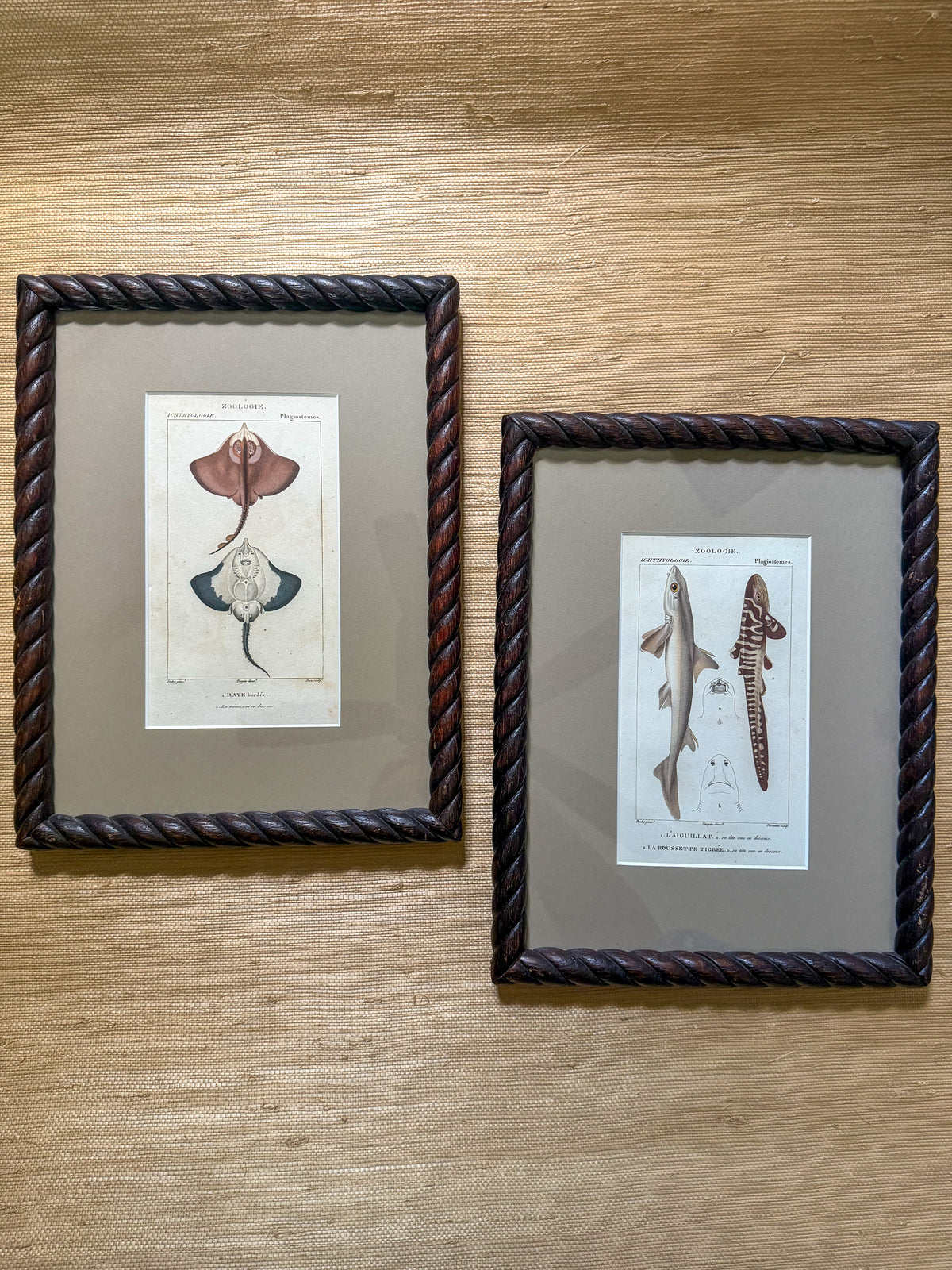 19th century ray and shark engravings