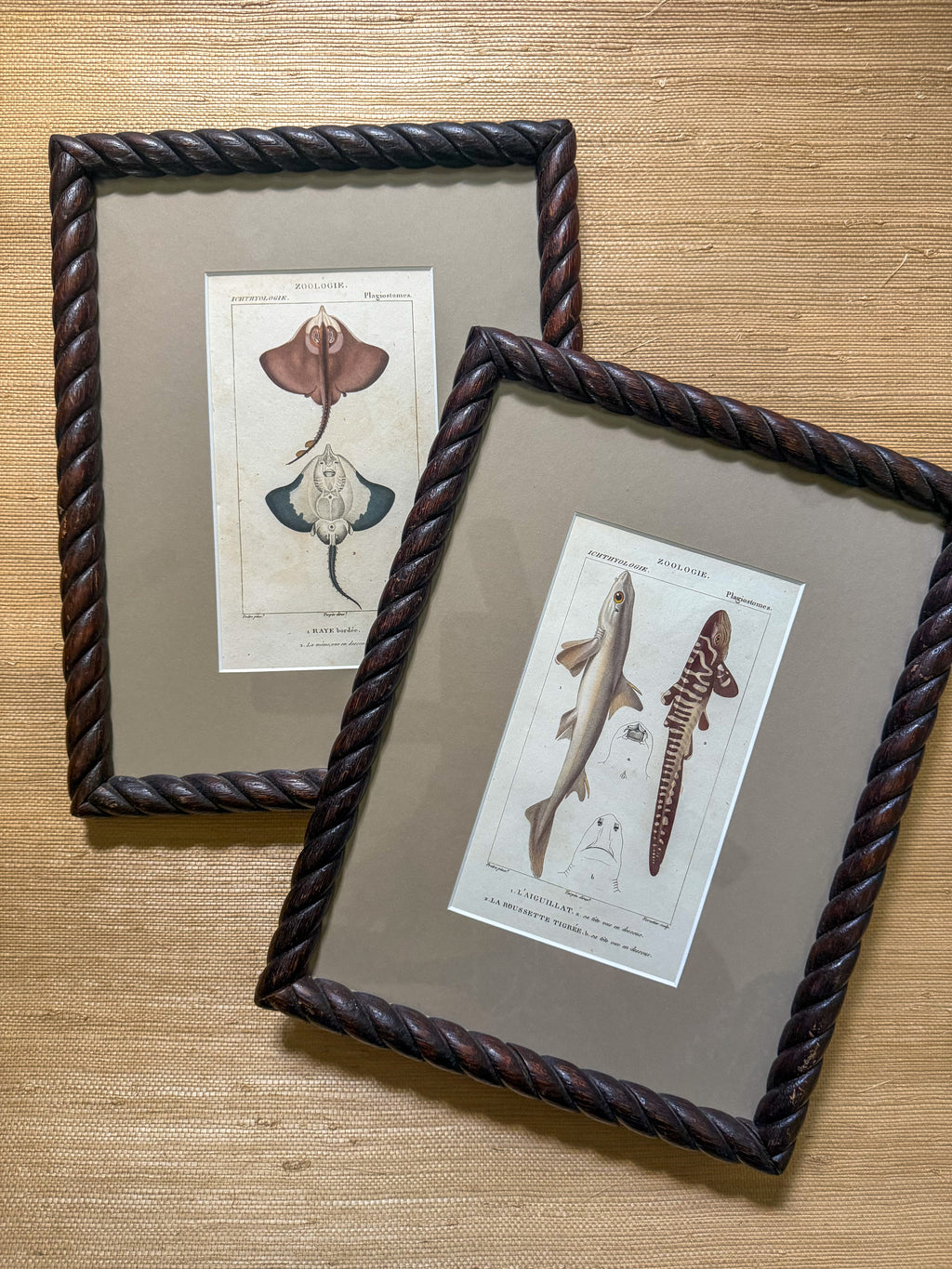 19th century ray and shark engravings