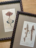 19th century ray and shark engravings